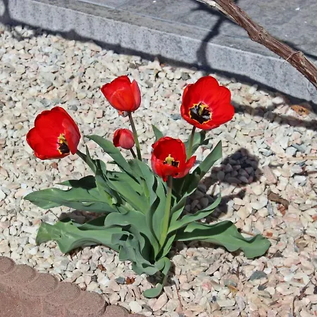 Apartmán Haus Sailer By Interhome