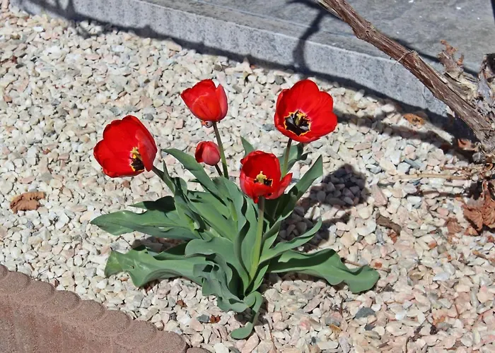 Апартаменты Haus Sailer By Interhome